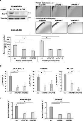 Kruppel-like factor 8 regulates triple negative breast cancer stem cell-like activity